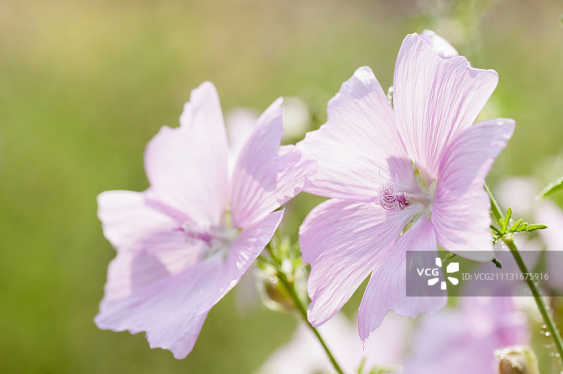 锦葵花户外生长图片素材