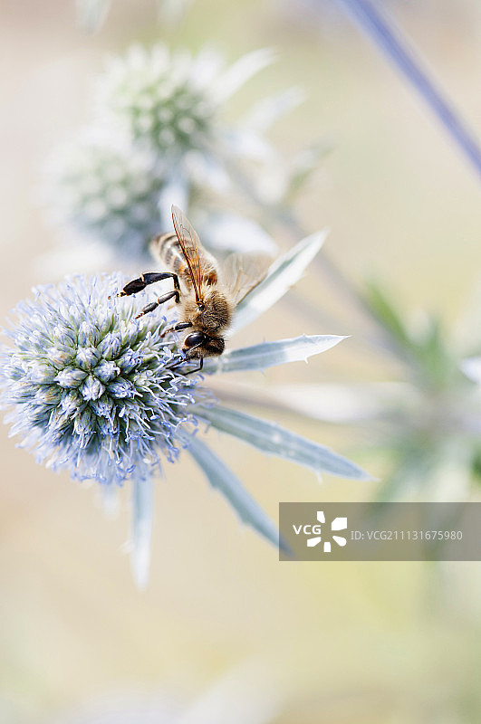蓝刺头：蜜蜂采蜜图片素材