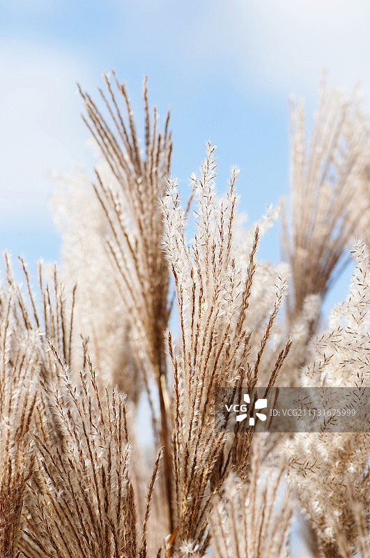 芒草“Malepartus”，多个蓬松的开花茎，背景为蓝天图片素材