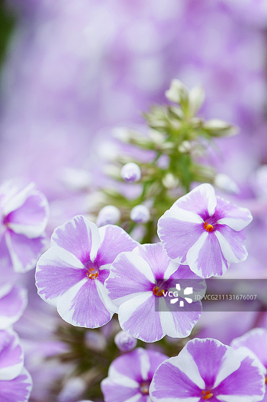 福禄考花簇特写图片素材