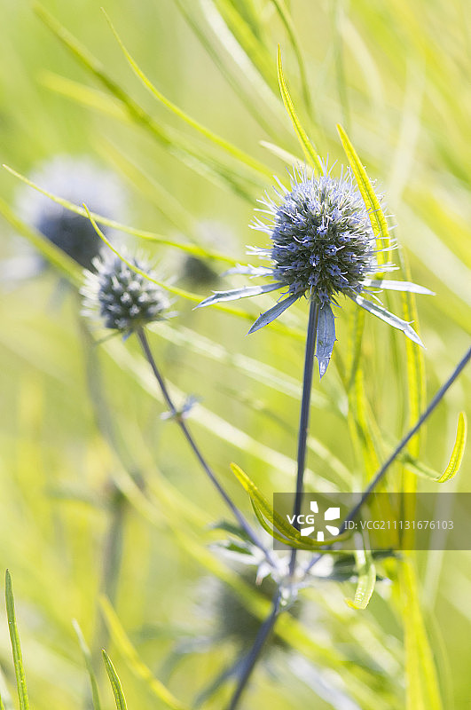 海冬青生长在鲜绿的树叶中图片素材