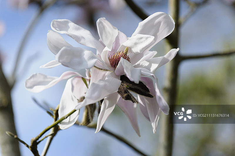 玉兰花侧视图，白色花朵与雄蕊图片素材