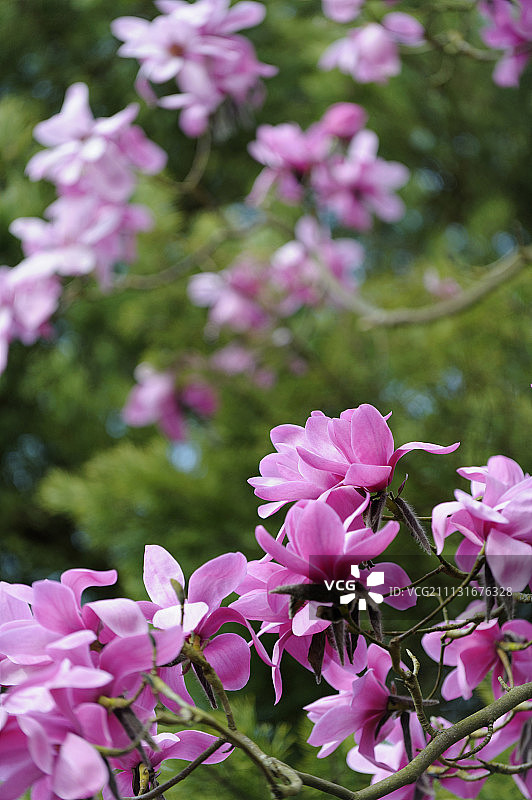 辛夷木兰，枝条上几朵粉色花朵的侧视图图片素材