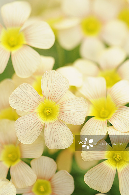 酢浆草奶油色花朵图片素材