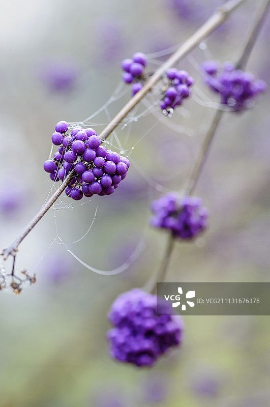 珍珠紫珠：结满露珠果实的树枝图片素材
