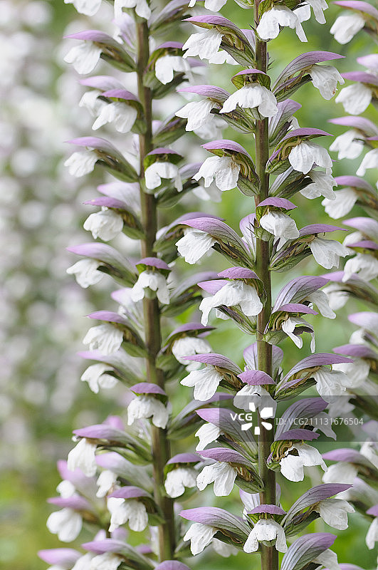 刺苞菜蓟，高茎上的白色小花图片素材