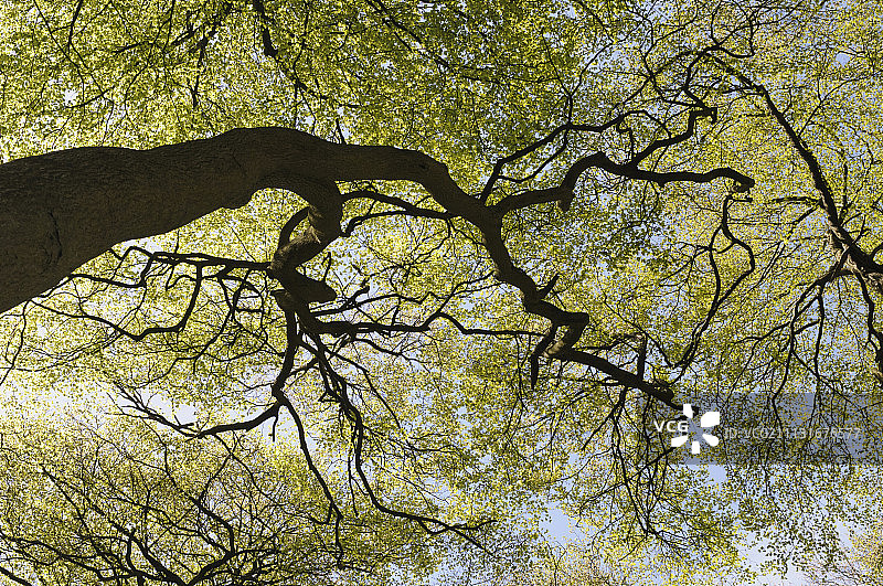 山毛榉树冠图片素材