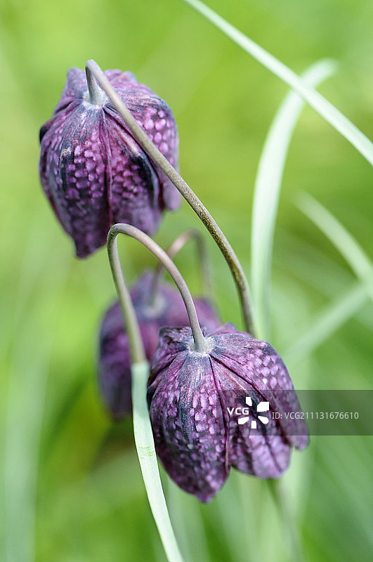 蛇头贝母，室外生长的紫色花朵图片素材