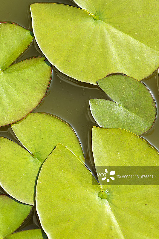 睡莲，Nymphaea，绿色荷叶的鸟瞰图图片素材