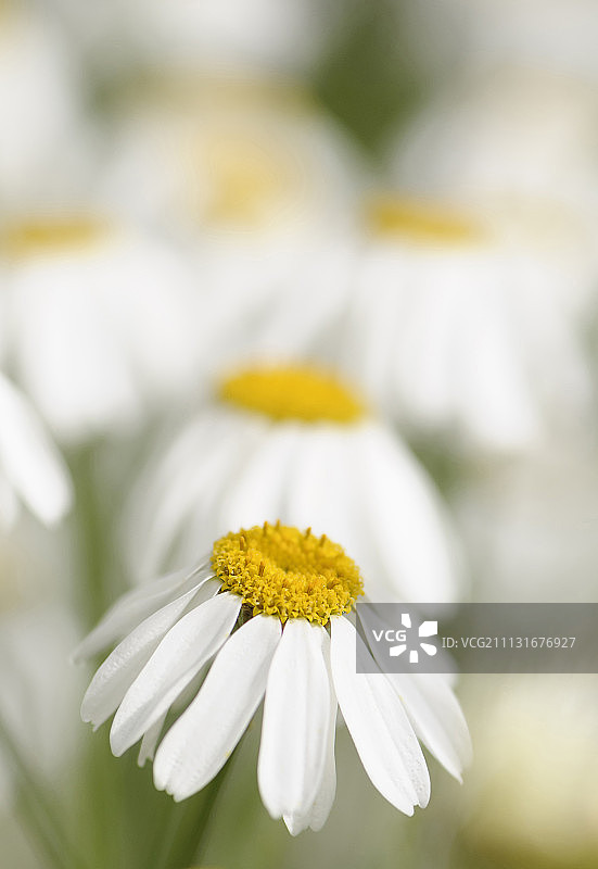 除虫菊：白色花朵与黄色花蕊图片素材