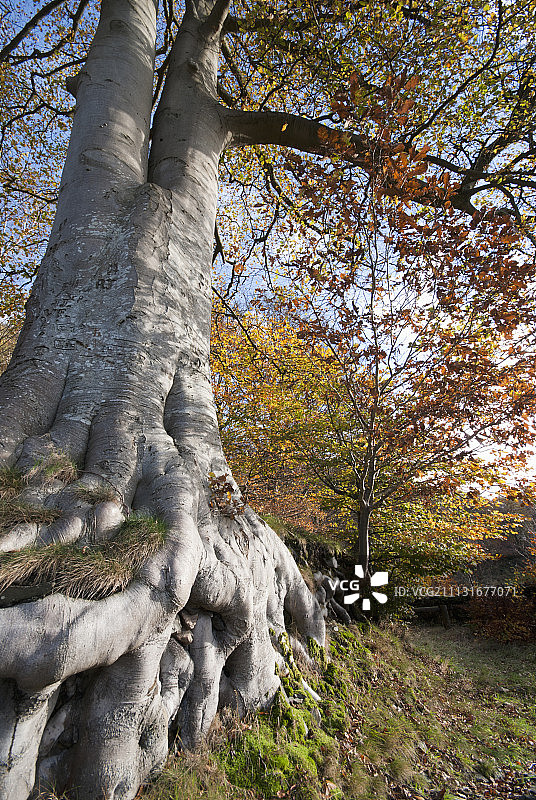 山毛榉图片素材