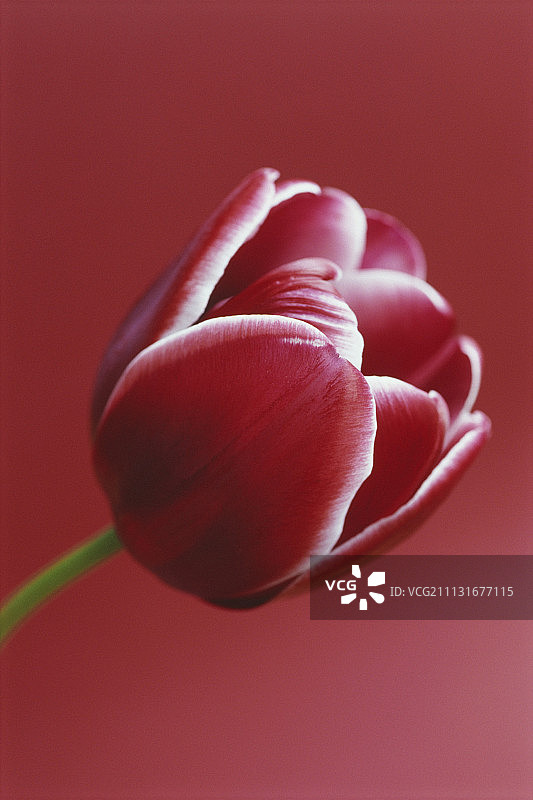 胜利郁金香图片素材