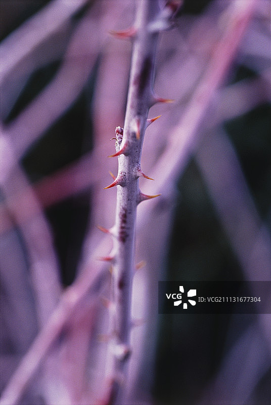 观赏悬钩子图片素材