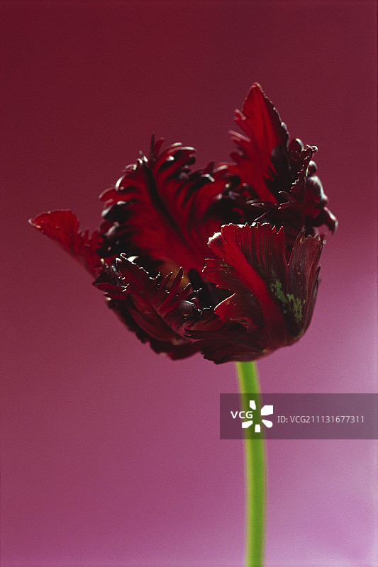 郁金香，黑色鹦鹉郁金香图片素材