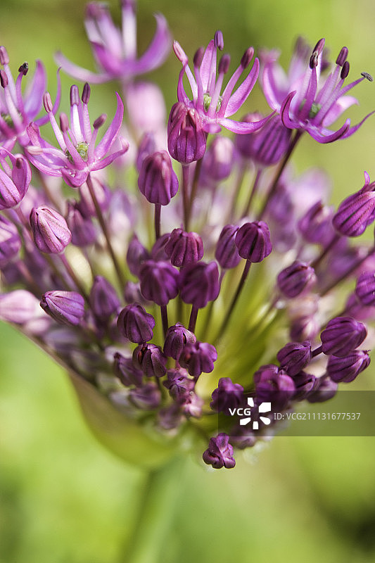 观赏葱图片素材