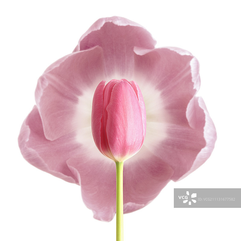 郁金香，图利帕图片素材