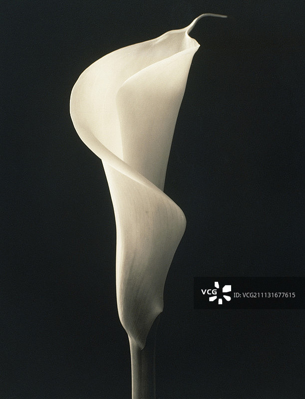 睡莲、马蹄莲图片素材