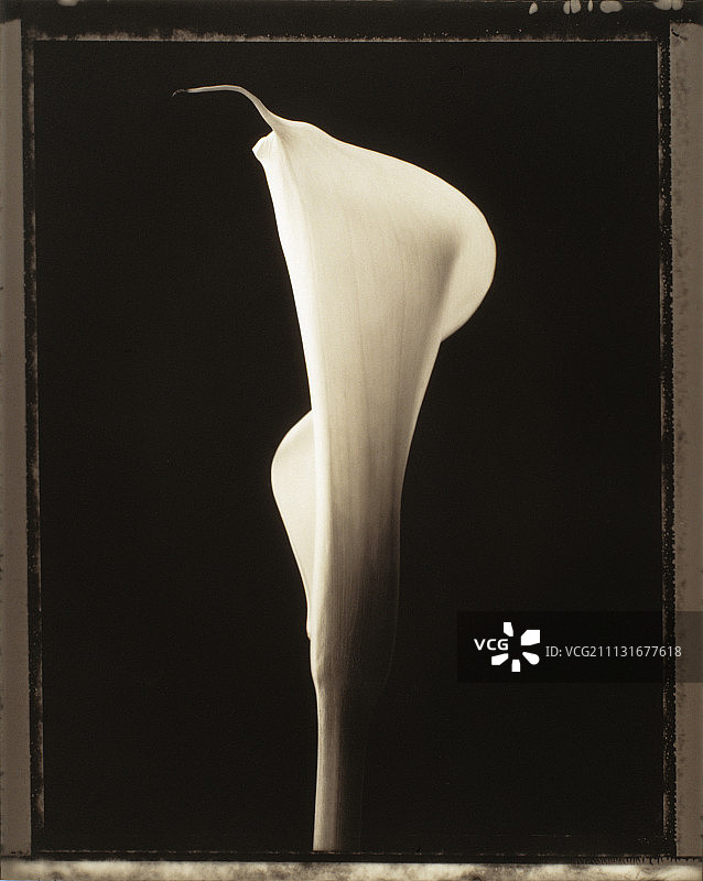 睡莲、马蹄莲图片素材