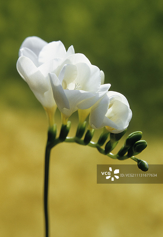 小苍兰图片素材