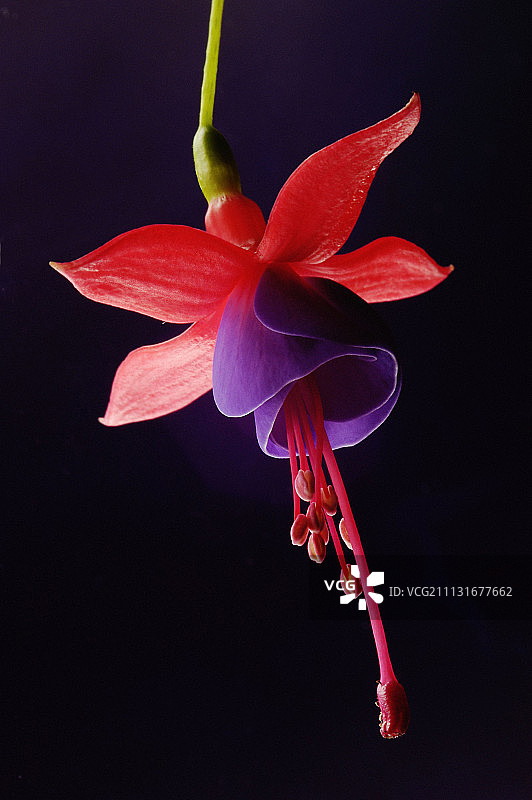 黑色背景下垂下的单朵紫粉色混合 Fuchsia 花图片素材