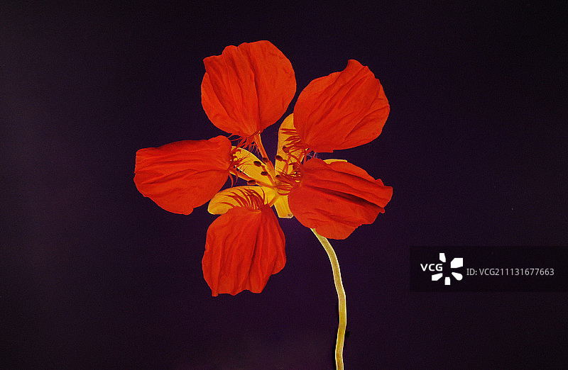 旱金莲图片素材