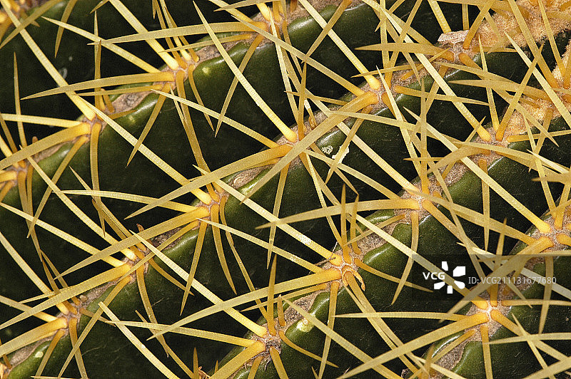 仙人掌、金琥仙人掌图片素材