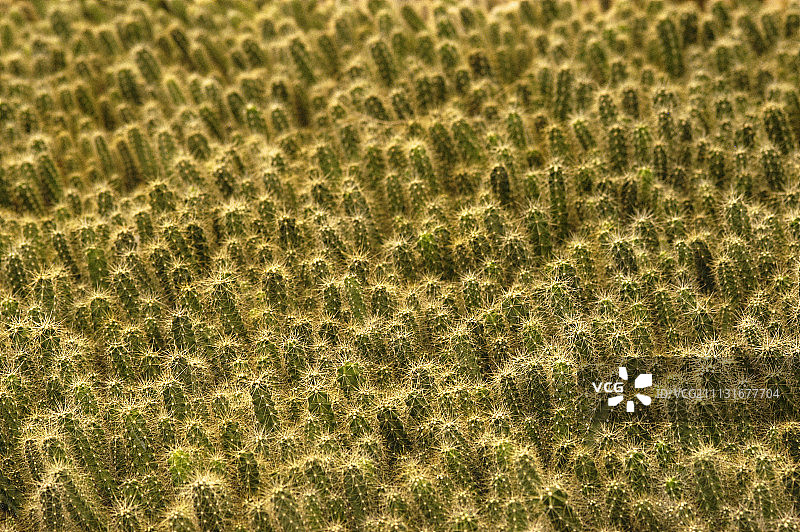 仙人柱图片素材