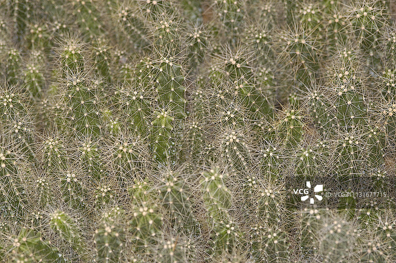 仙人柱图片素材