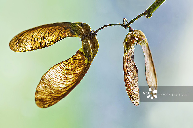 悬铃木带翅种子特写图片素材