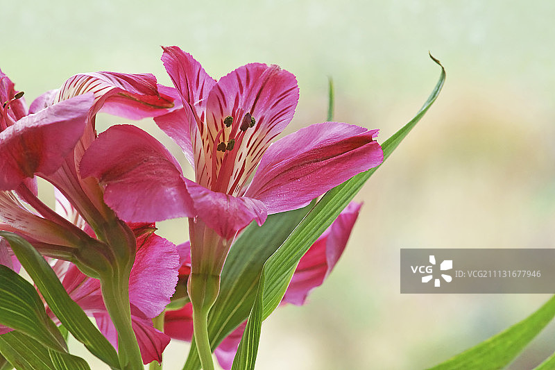 喉部带有深粉色条纹的粉色漏斗状六出花图片素材