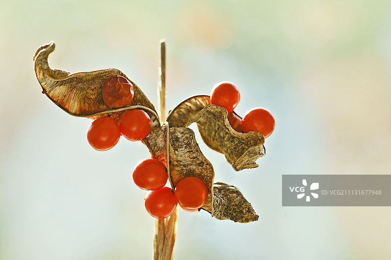 香根鸢尾：种子荚打开，露出鲜红色的果实图片素材