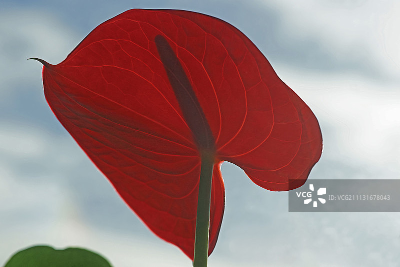 画家调色板火烈鸟花，红掌，一朵红色逆光花朵的特写，蓝色天空背景，显示喙状阴影图片素材