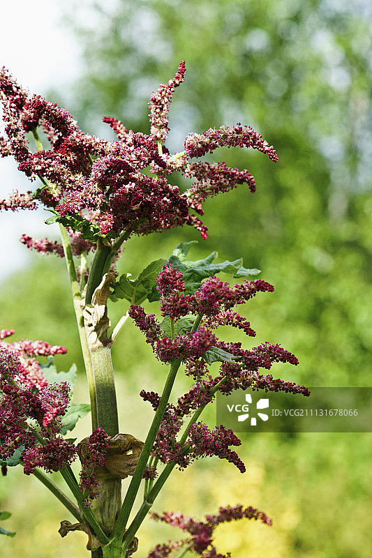 阳光下的中国大黄：粉红色花序和粗壮茎图片素材
