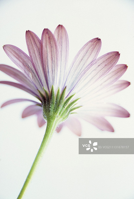 骨质海菊，星辰骨质海菊图片素材