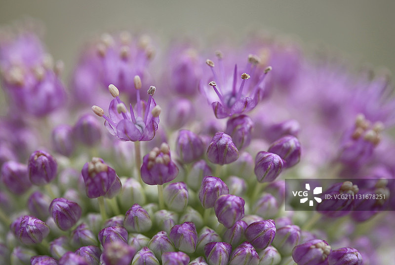 葱属植物图片素材