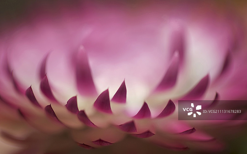 不凋花，蜡菊图片素材