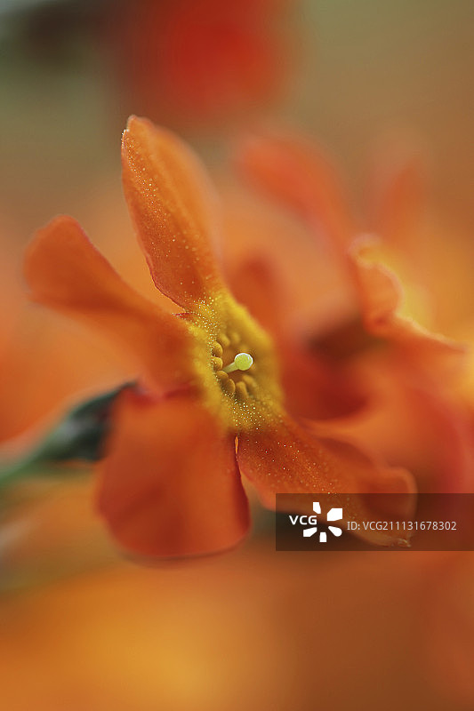 报春花，报春花属植物图片素材