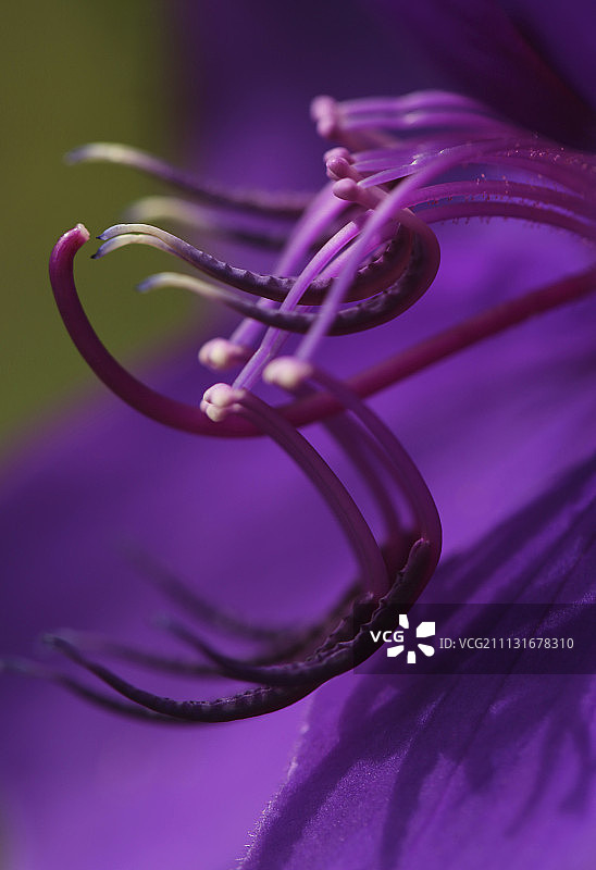 玉牡丹图片素材