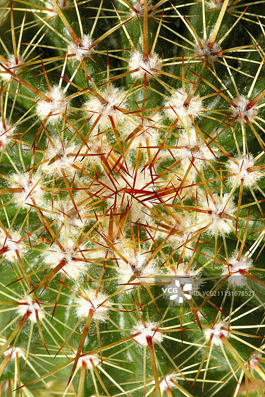 仙人掌，刺萼柱图片素材