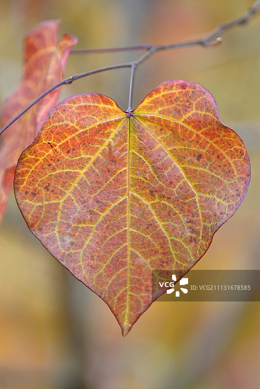 加拿大紫荆图片素材