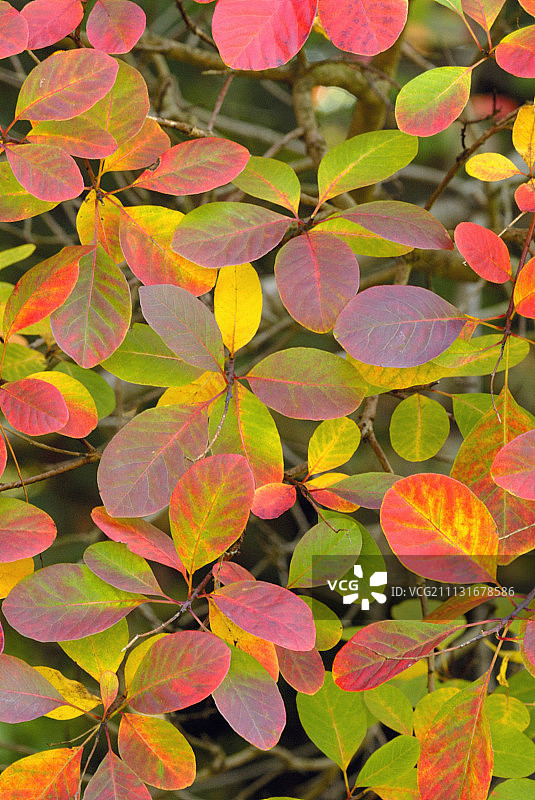 加拿大紫荆灌木图片素材