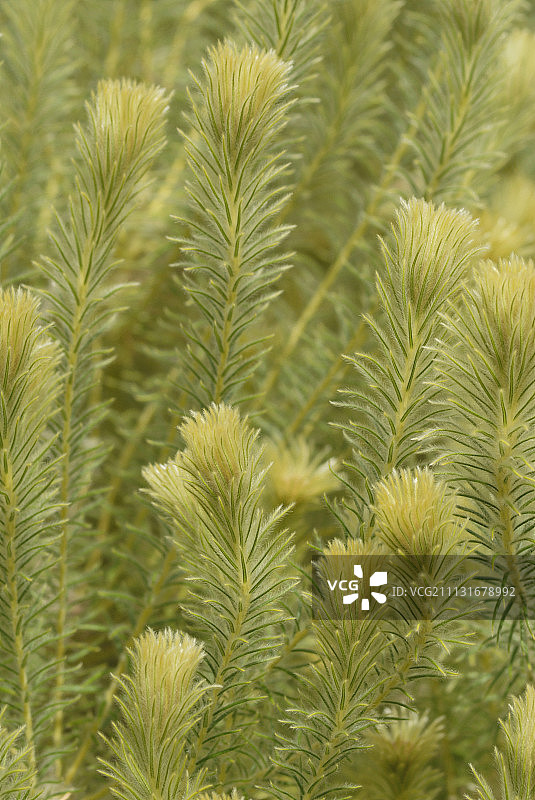 蒲公英草图片素材