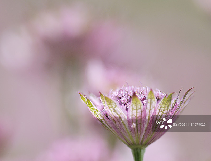 Masterwort, Astrantia.图片素材