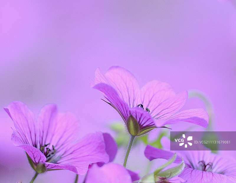 老鹳草图片素材