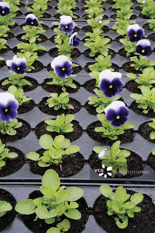 三色堇图片素材