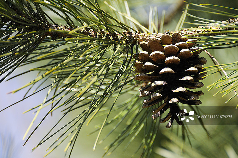 欧洲赤松图片素材
