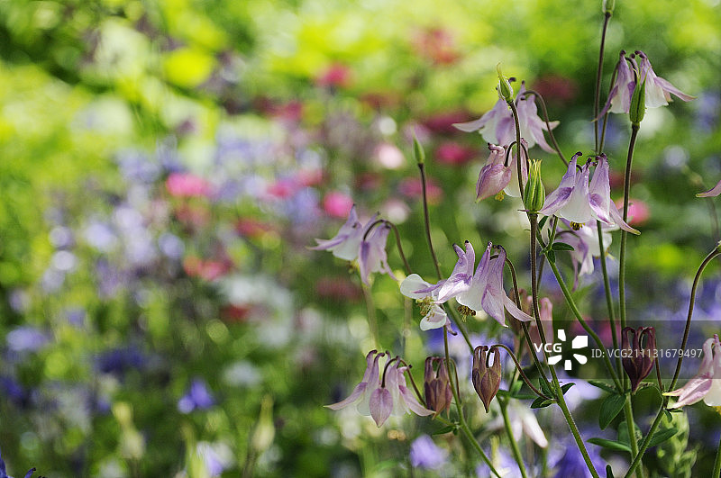 耧斗菜，欧洲耧斗菜图片素材