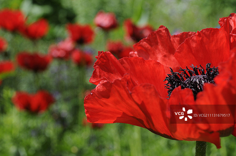 罂粟花，东方罂粟，罂粟属植物图片素材