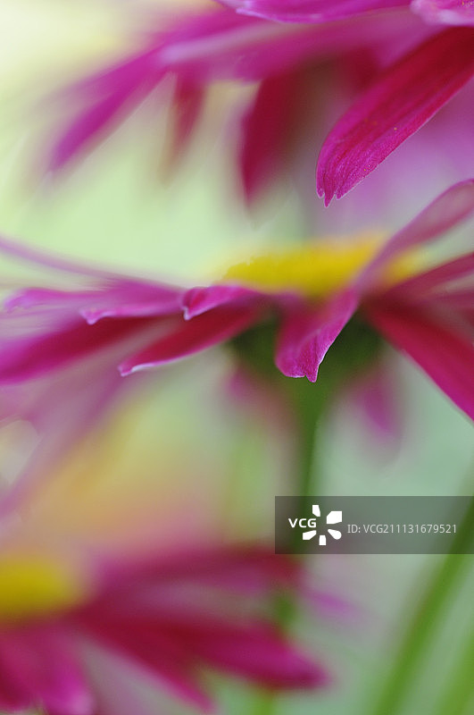 红花除虫菊图片素材