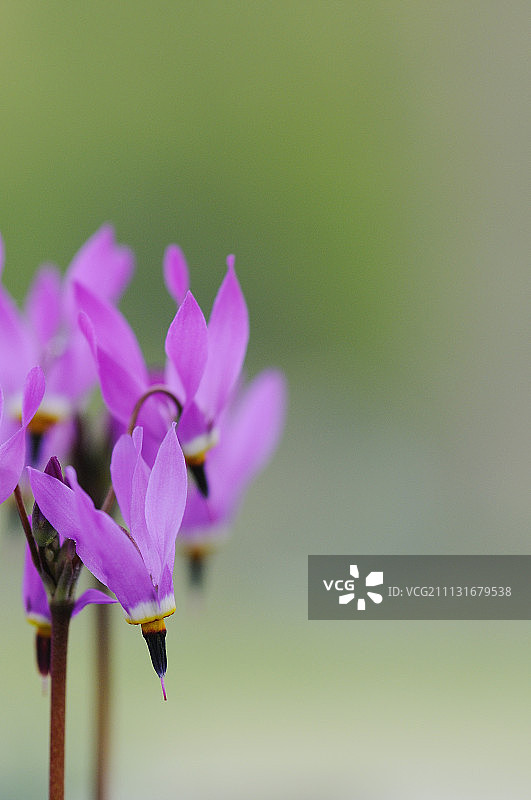 流星花图片素材